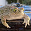 Croaky_Road