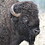 Fluffy_Cow